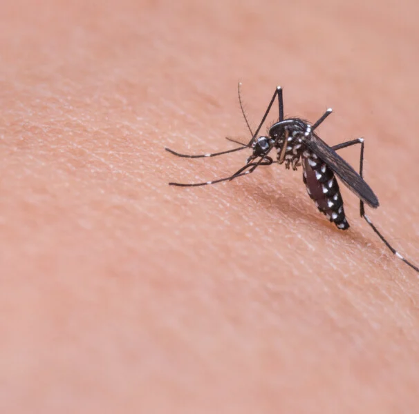 Conquista registra 24 notificações de dengue em uma semana